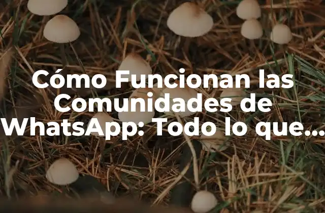 Cómo Funcionan las Comunidades de Whatsapp: Todo Lo que Necesitas Saber