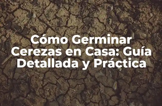 Cómo Germinar Cerezas en Casa: Guía Detallada y Práctica