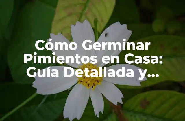 Cómo Germinar Pimientos en Casa: Guía Detallada y Práctica