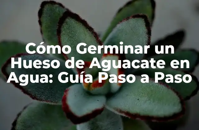 Cómo Germinar un Hueso de Aguacate en Agua: Guía Paso a Paso