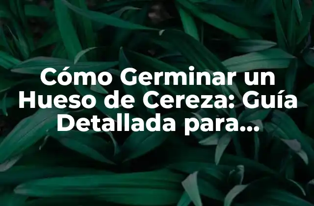 Cómo Germinar un Hueso de Cereza: Guía Detallada para Principiantes