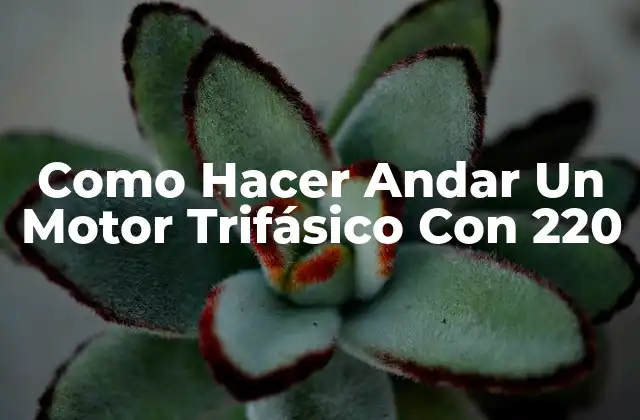 Como Hacer Andar un Motor Trifásico con 220