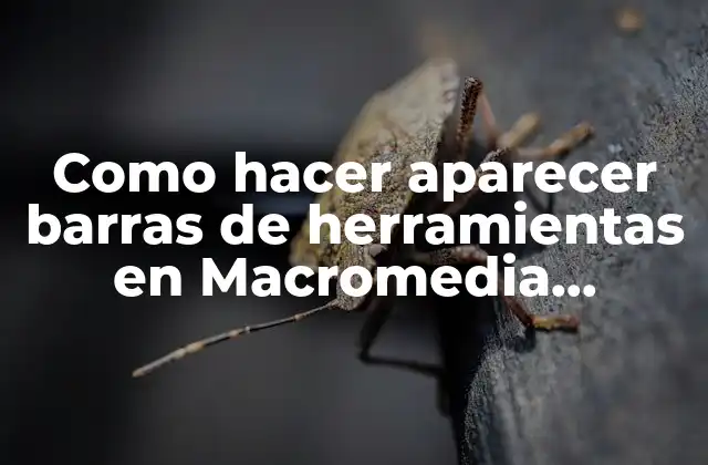 Como Hacer Aparecer Barras de Herramientas en Macromedia Freehand