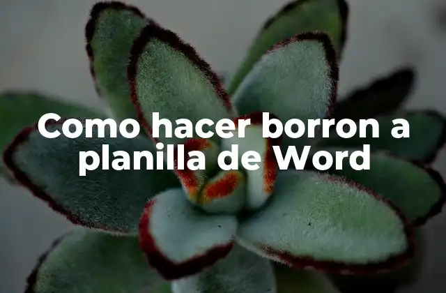 ¿Qué es una plantilla de Word con borde y para qué sirve?