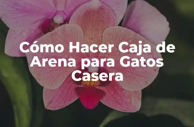 Cómo Hacer Caja de Arena para Gatos Casera