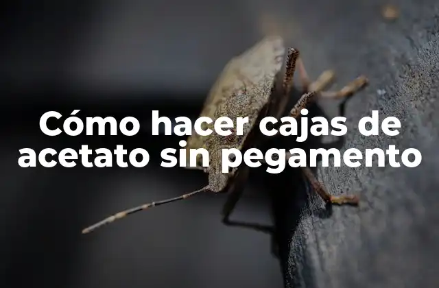 Cómo Hacer Cajas de Acetato sin Pegamento