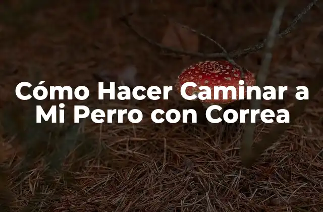 Cómo Hacer Caminar a Mi Perro con Correa