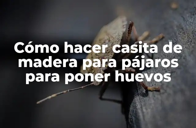 Cómo Hacer Casita de Madera para Pájaros para Poner Huevos