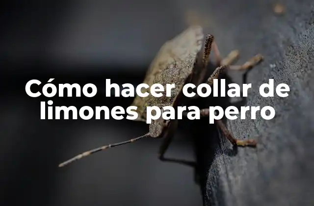 Cómo Hacer Collar de Limones para Perro