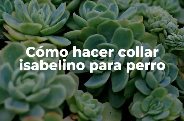 Cómo Hacer Collar Isabelino para Perro