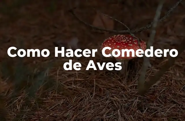 Como Hacer Comedero de Aves 2 ¿Qué es un Comedero de Aves?