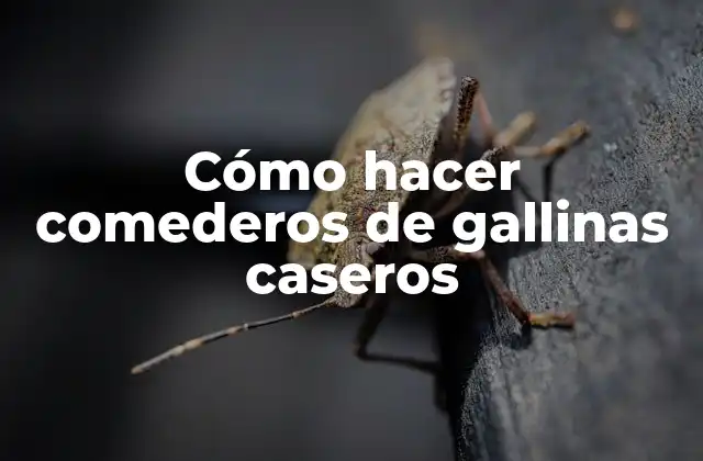 Cómo Hacer Comederos de Gallinas Caseros 2 Comederos de gallinas caseros: beneficios y características