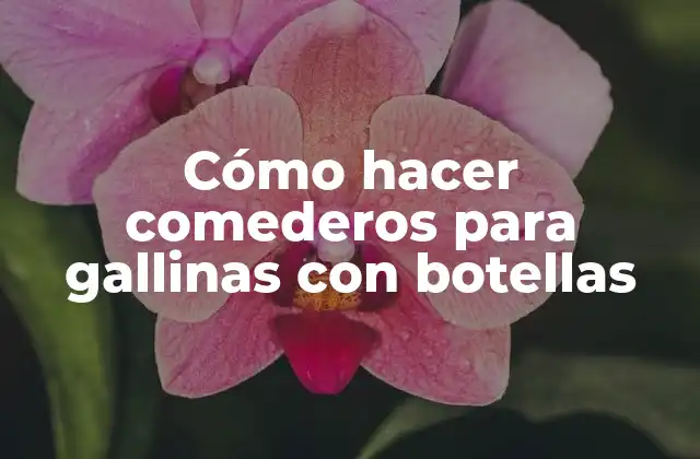 Cómo hacer comederos para gallinas con botellas