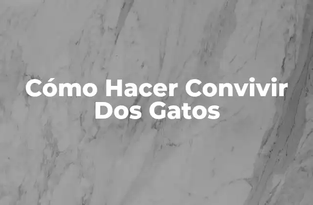 Cómo Hacer Convivir Dos Gatos 2 Cómo Hacer Convivir Dos Gatos