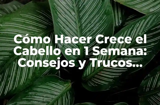 Cómo Hacer Crece el Cabello en 1 Semana: Consejos y Trucos Naturales