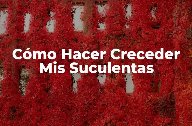 Cómo Hacer Creceder Mis Suculentas