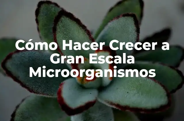 Cómo Hacer Crecer a Gran Escala Microorganismos