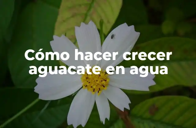 Cómo Hacer Crecer Aguacate en Agua