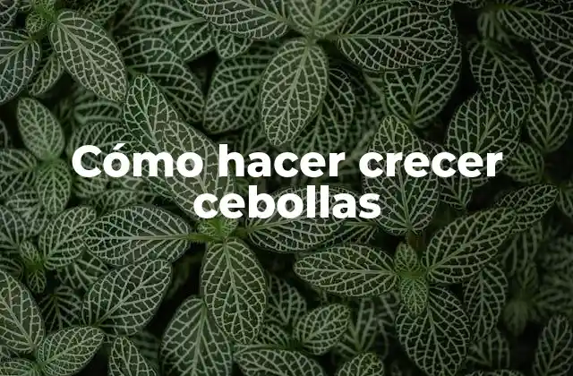 Cómo Hacer Crecer Cebollas 2 ¿Qué son las cebollas y para qué sirven?