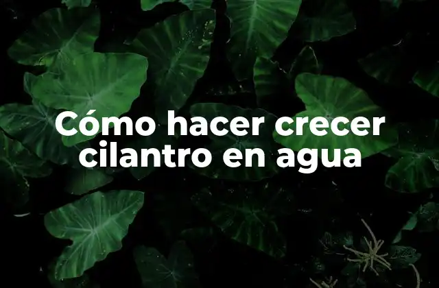 Cómo Hacer Crecer Cilantro en Agua