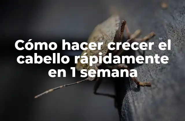 Cómo Hacer Crecer el Cabello Rápidamente en 1 Semana