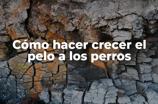 Cómo Hacer Crecer el Pelo a los Perros