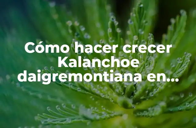 Cómo Hacer Crecer Kalanchoe Daigremontiana en Agua
