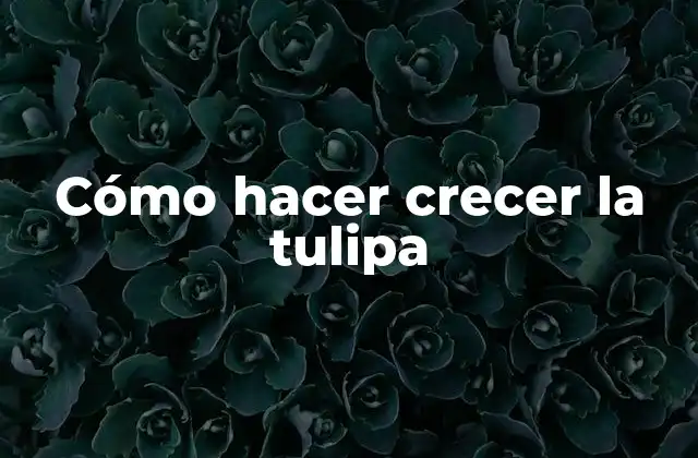 Cómo Hacer Crecer la Tulipa