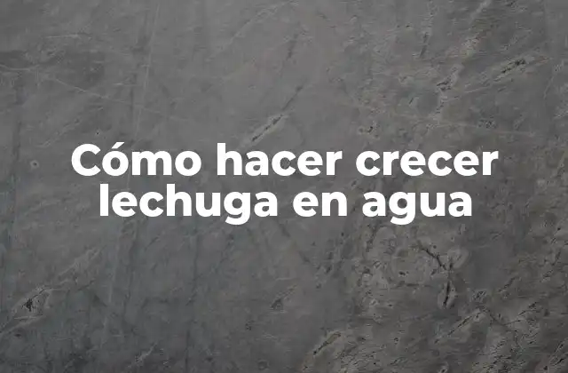 Cómo Hacer Crecer Lechuga en Agua
