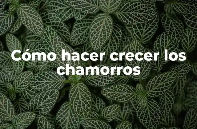 Cómo Hacer Crecer los Chamorros 2 Qué son los chamorros