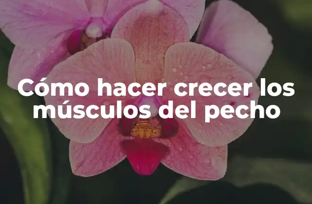 Cómo Hacer Crecer los Músculos Del Pecho