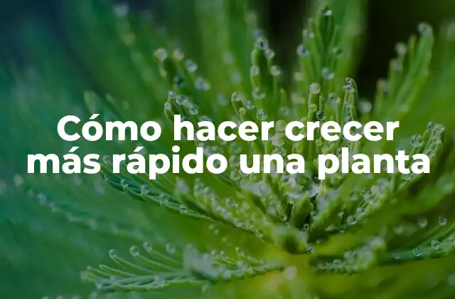 Cómo Hacer Crecer Más Rápido una Planta
