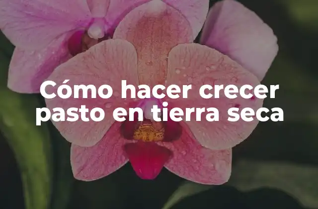 Cómo Hacer Crecer Pasto en Tierra Seca