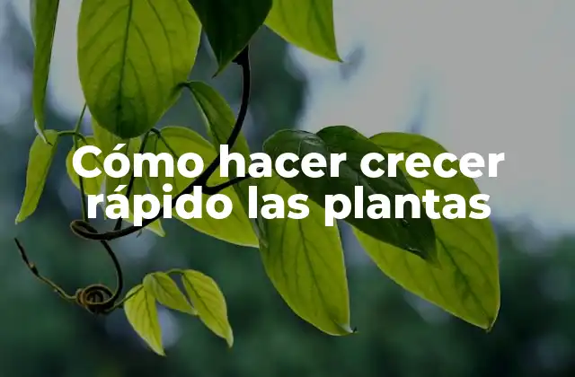 Cómo Hacer Crecer Rápido las Plantas