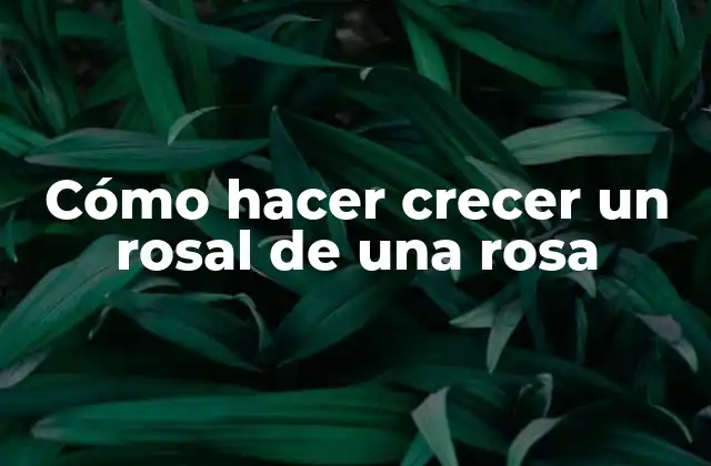 Cómo Hacer Crecer un Rosal de una Rosa