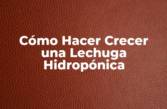 Cómo Hacer Crecer una Lechuga Hidropónica
