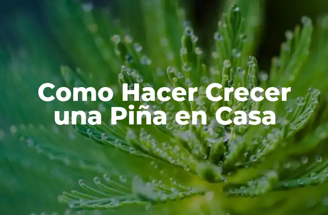 Como Hacer Crecer una Piña en Casa