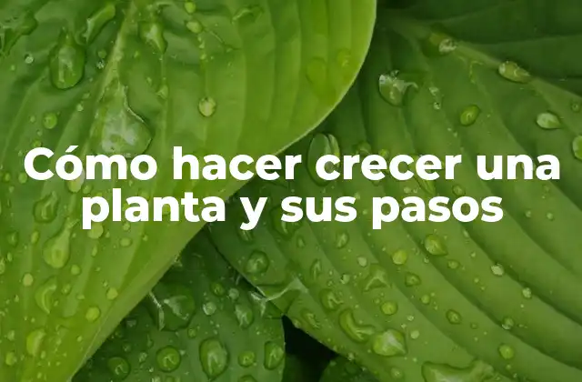 Cómo Hacer Crecer una Planta y Sus Pasos