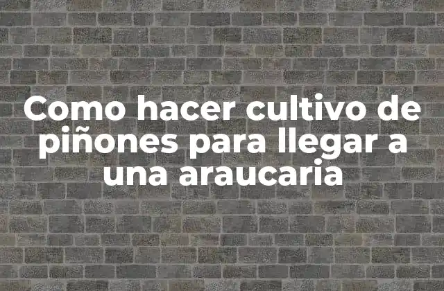 Como Hacer Cultivo de Piñones para Llegar a una Araucaria