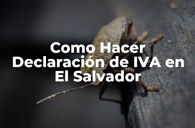 Como Hacer Declaración de Iva en el Salvador