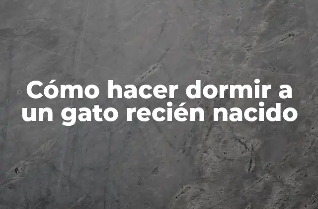 Cómo Hacer Dormir a un Gato Recién Nacido