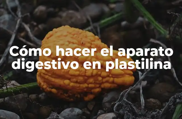 Cómo Hacer el Aparato Digestivo en Plastilina