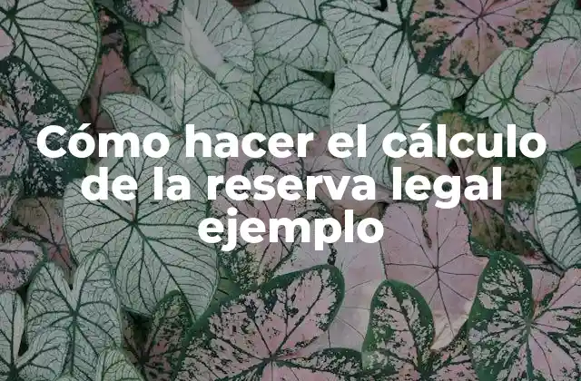 Cómo Hacer el Cálculo de la Reserva Legal Ejemplo