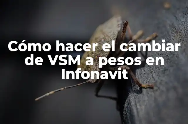 Cómo Hacer el Cambiar de Vsm a Pesos en Infonavit