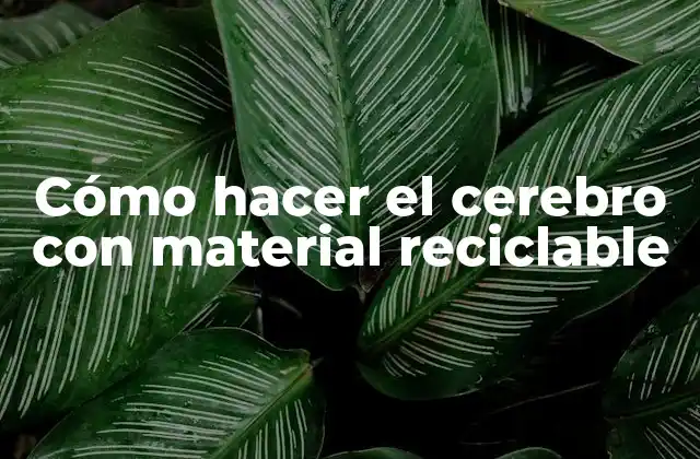 Cómo Hacer el Cerebro con Material Reciclable