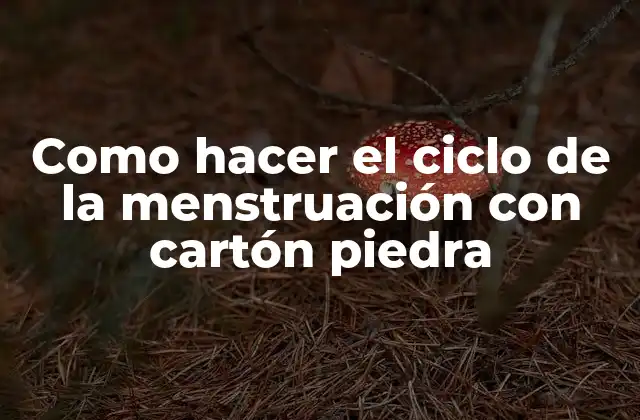 Como Hacer el Ciclo de la Menstruación con Cartón Piedra