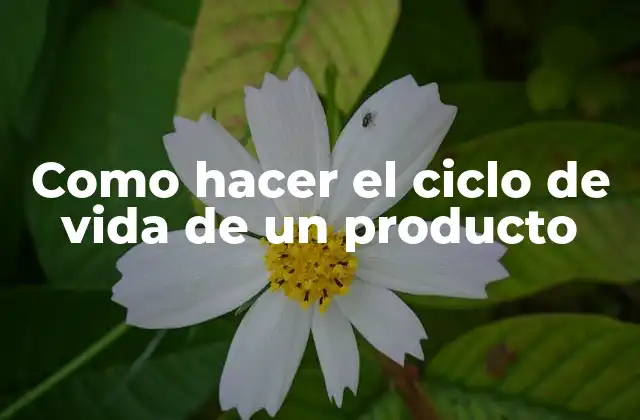 Como Hacer el Ciclo de Vida de un Producto