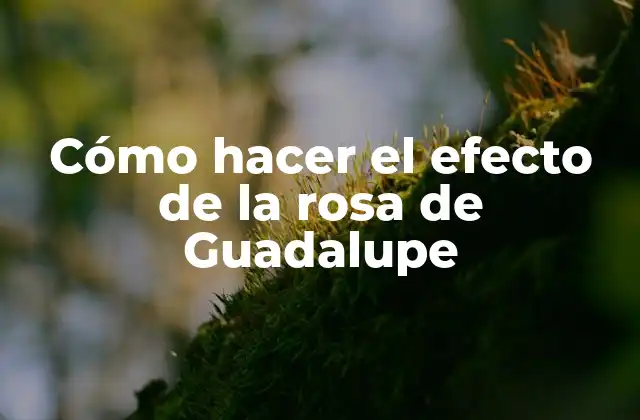 Cómo Hacer el Efecto de la Rosa de Guadalupe
