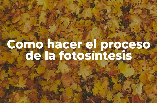 Como Hacer el Proceso de la Fotosíntesis