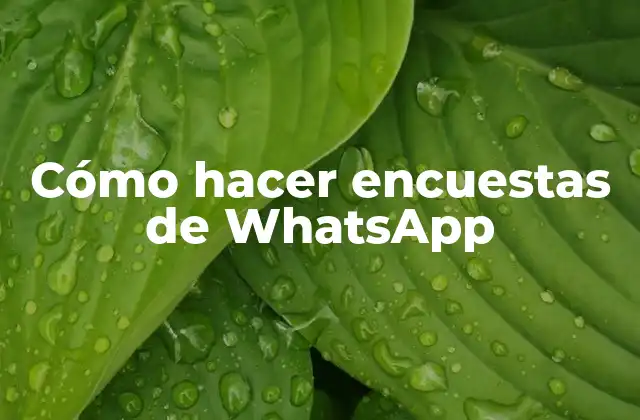 Cómo Hacer Encuestas de Whatsapp